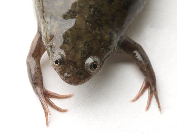 An African clawed frog, Xenopus laevis.