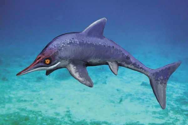 The new sea monster (pictured in an illustration) munched on fish in Cretaceous