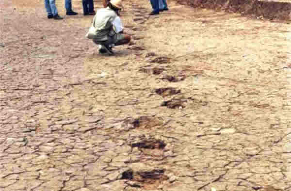 The trackways look fresh, but are more than 100 million years old. Image courtes