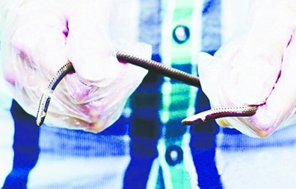 黄石发现钝尾两头蛇