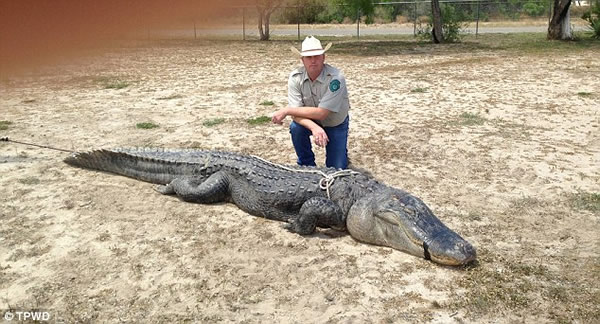 美国少年野外捕猎到4米长鳄鱼