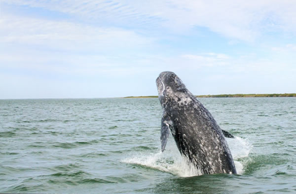 First Gray Whale Recorded in Southern Hemisphere
