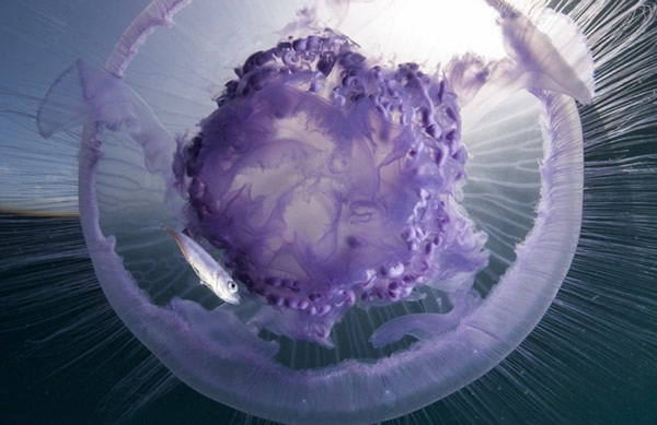 �캣������ˮĸ