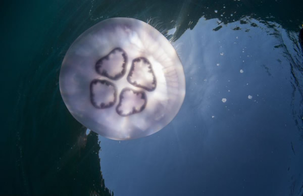 �캣������ˮĸ