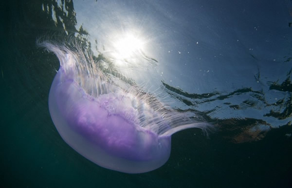 �캣������ˮĸ