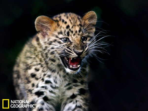 远东豹仅剩30头