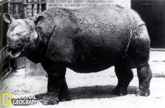 爪哇犀牛