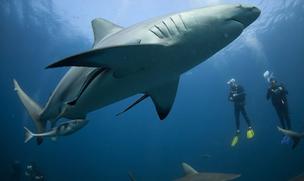 潜水员在给鲨鱼喂食沙丁鱼时被包围