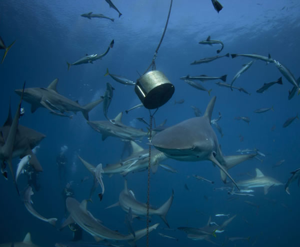 潜水员在给鲨鱼喂食沙丁鱼时被包围