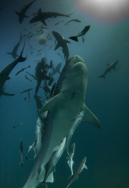 潜水员在给鲨鱼喂食沙丁鱼时被包围