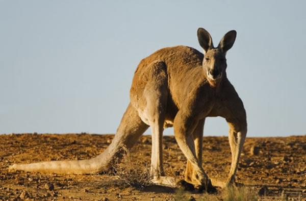 Australian Politician Attacked by Kangaroo