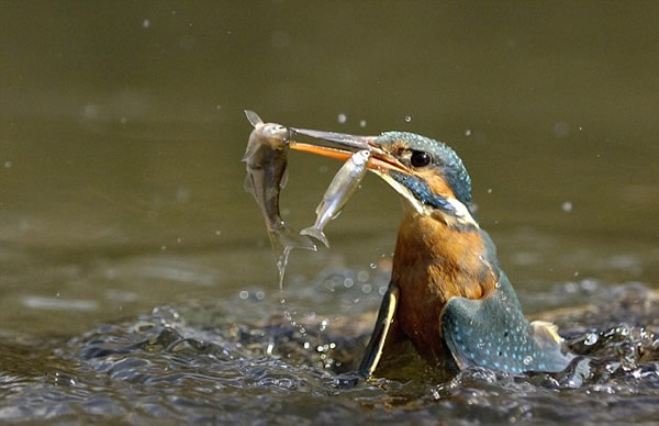 翠鸟入水捕鱼的精彩镜头