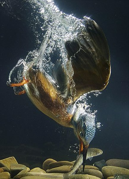 翠鸟入水捕鱼的精彩镜头