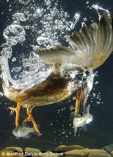 翠鸟入水捕鱼的精彩镜头