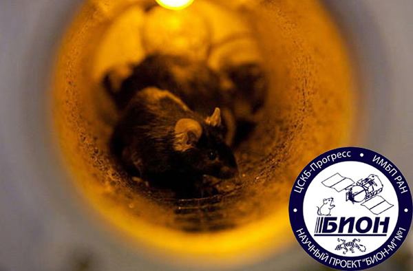 One of the rodent space travelers inside the mouse enclosure shortly before the