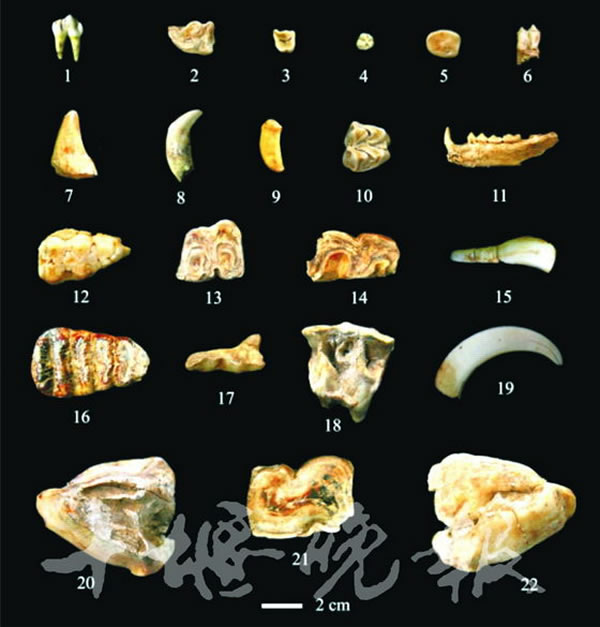 �����ػ�������������ַ�����Ĳ��鶯�ﻯʯ