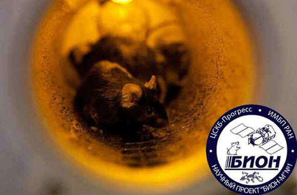 Bion系列的生物太空舱专门用于太空生物实验,到目前为止已经打造了11艘这样的飞船,图为Bion太空舱与实验老鼠