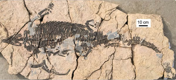 大头龙标本(Largocephalosaurus qianensis sp. nov.(IVPP V 15638)(李淳供图)