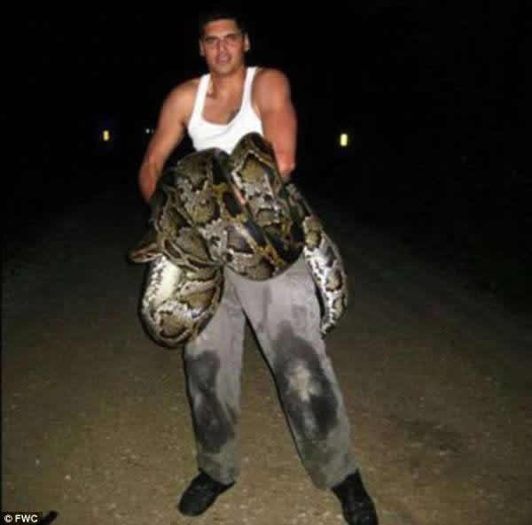 美国佛罗里达州一男子捕杀创纪录巨蟒