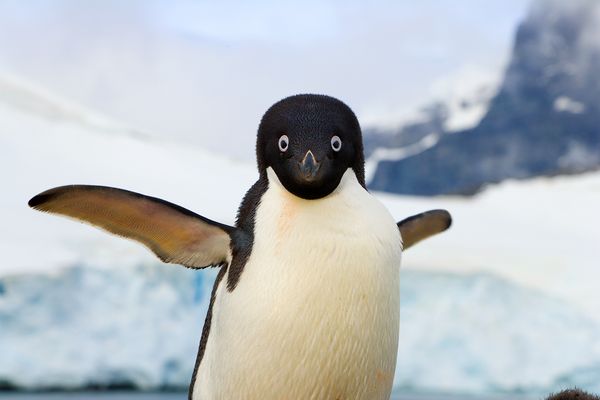 An Ad��lie penguin flaps its wings, which help the bird to swim.