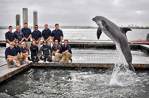 Members of the Space and Naval Warfare Systems Center Pacific Marine Mammal Team