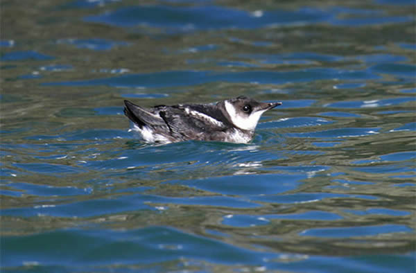 An adult marbled murrelet.