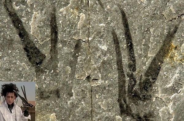 Edward Scissorhands Fossil Found