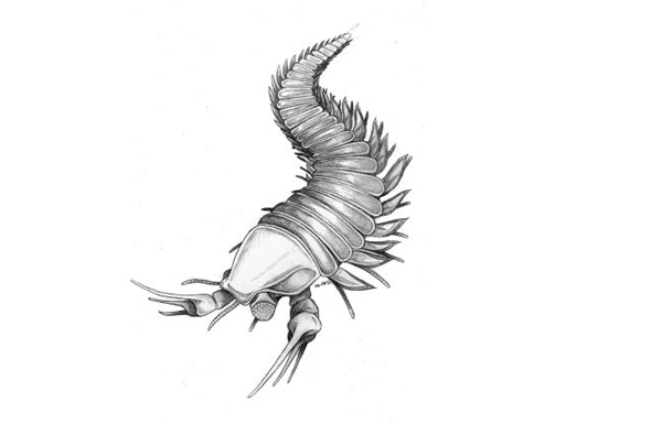 Edward Scissorhands Fossil Found