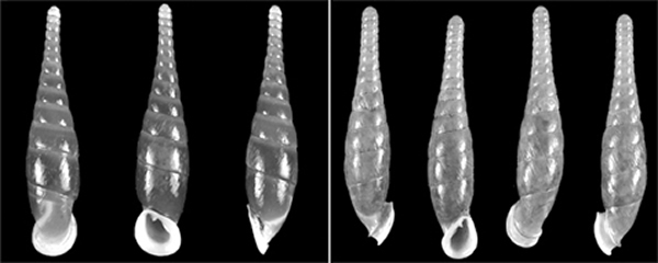 ֻ��5%����ţ������