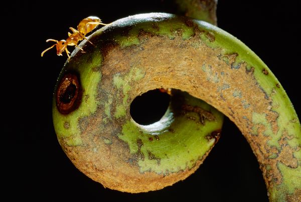 A diving ant walks along the tendril of a pitcher plant in Borneo.