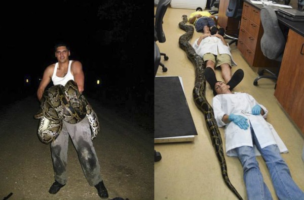 Jason Leon holds the record-breaking snake (left), which University of Florida s