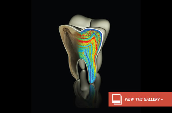 Neanderthal Moms Breastfed for 7 Months