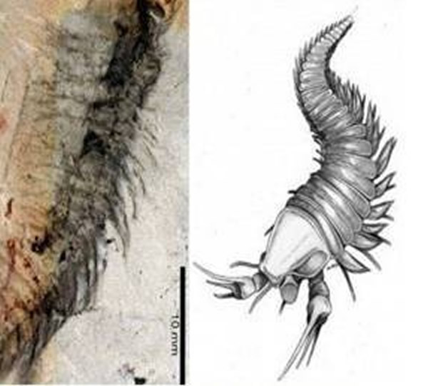发现酷似“剪刀手”的古生物化石