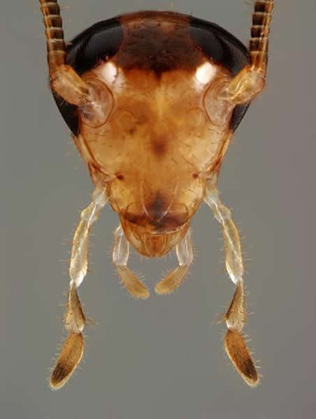 一个德国雄性小蠊的头部