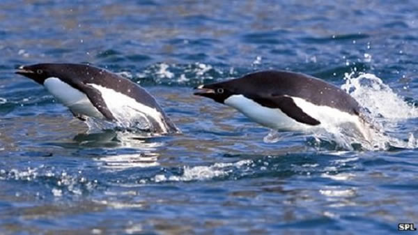 企鹅能在水中灵活而又轻松的游动，但是这种能力或许抵消了它们飞行的能力。