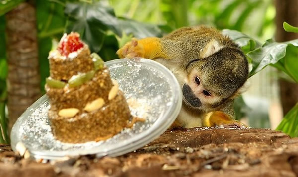 ����������鿴�����Լ�������