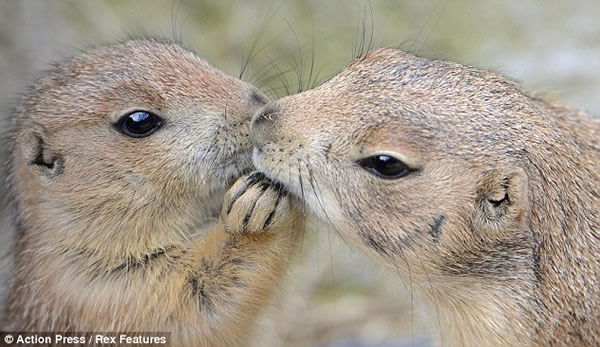 �¹���ŵ������԰��һȺ������