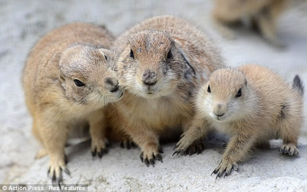 德国汉诺威动物园的一群土拨鼠