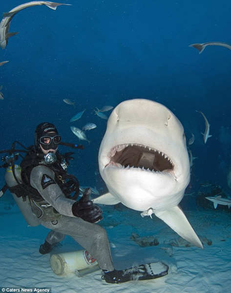 疯狂潜水员徒手喂食鲨鱼