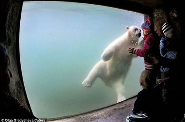 热情好客的北极熊正隔着玻璃窗同游客打招呼