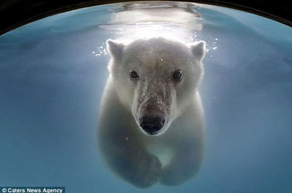 这只北极熊特别爱在镜头前拍照