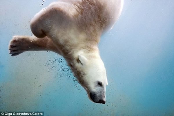 它从镜头前游过