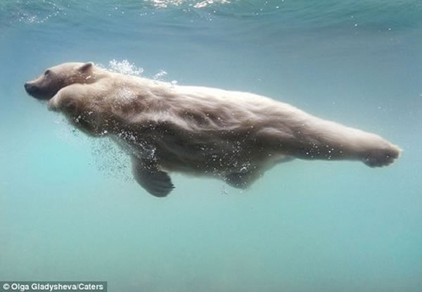 这只北极熊在镜头前尽情展现自己的高超潜水技巧