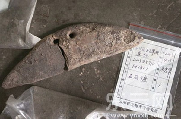 发掘现场发现的石瓜镰刀