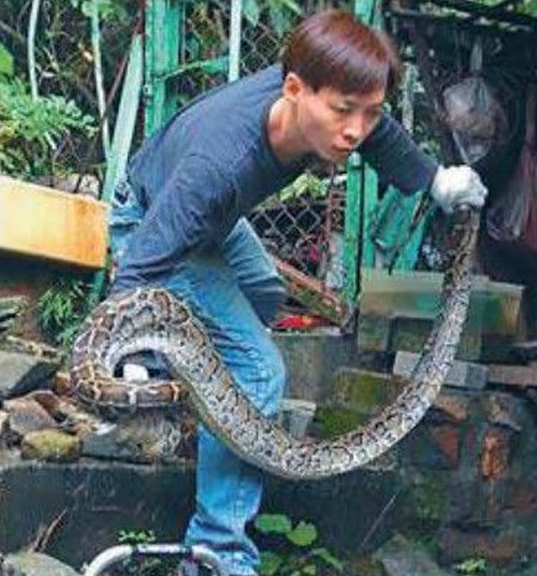 这条蟒蛇疑似吞了一只母猫,结果卡在栏杆缝隙中动弹不得。