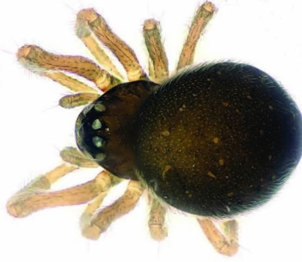 在中国发现的新种蜘蛛,学名“Mysmena wawuensis”,身长在0.75毫米左右