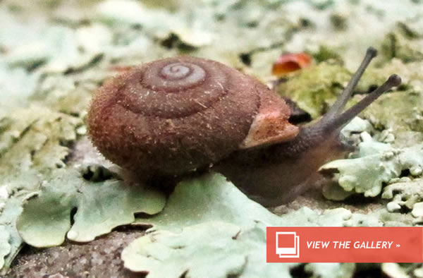 No Backbone? No Worries! Snail Makes Record First