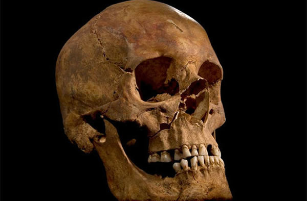 The skull of the skeleton found at the Grey Friars excavation in Leicester, pote