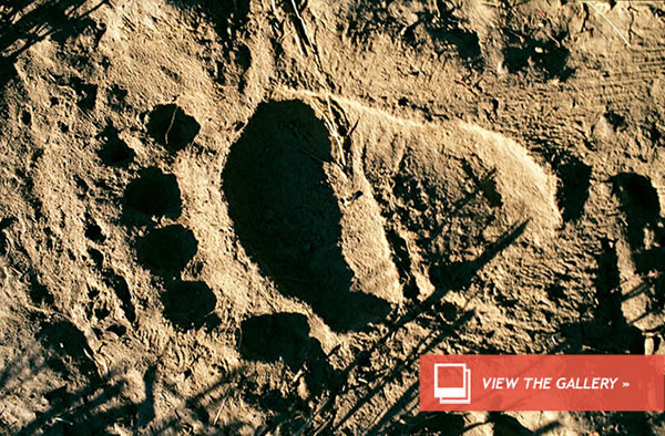 Bear Tracks Spur Bigfoot 911 Call