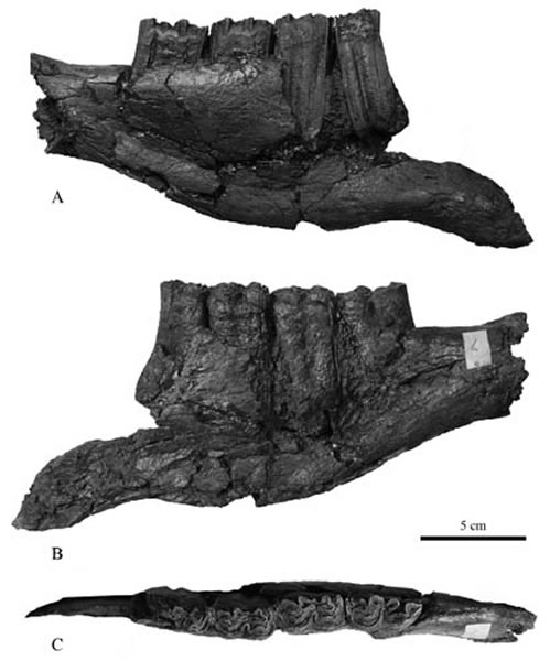������ֺ�����������(IVPP V 18497.1)��A����ӣ�B�����ӣ�C�����ӡ����ﲩ����ͼ��